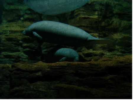 Manatees: The Last Generation? photo, from ThemeParkInsider.com